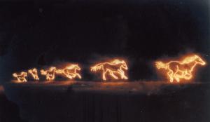 Black wild horses (5)