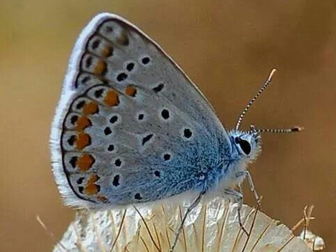 f3f710eeb8d1587cc1c46ba646528edd