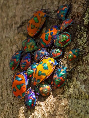 Hibiscusbeetlesflic.kr:p:nkDdei