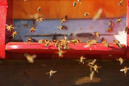 insect bees flying